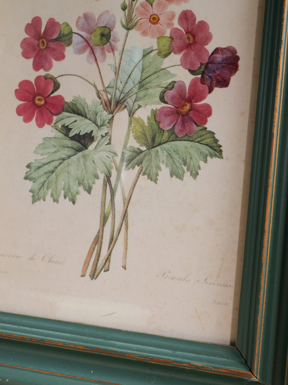 Vintage Floral Print by PJ Redoute