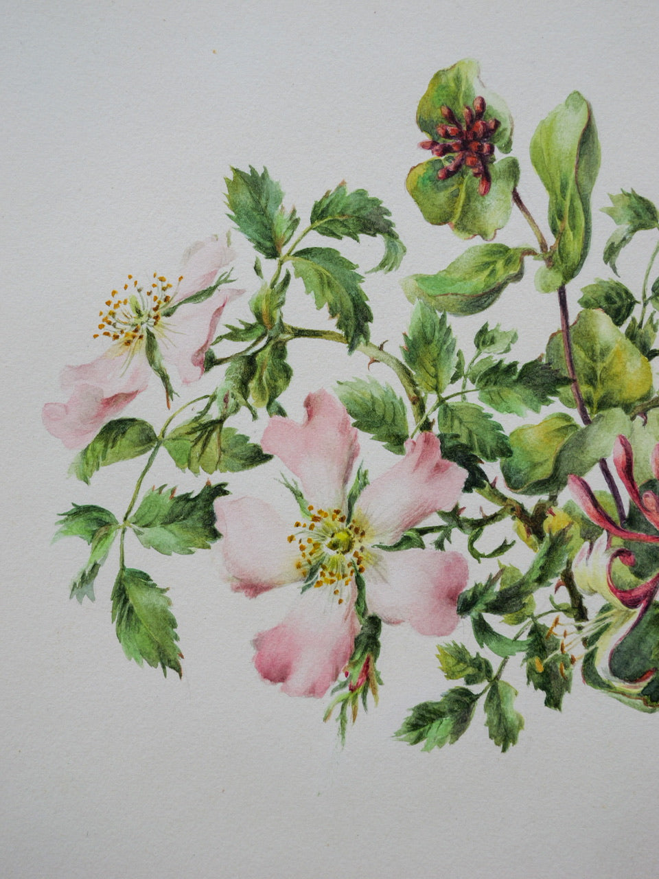 Vintage Original Print - ‘Wild Rose & Honeysuckle’ by Margaret Greene
