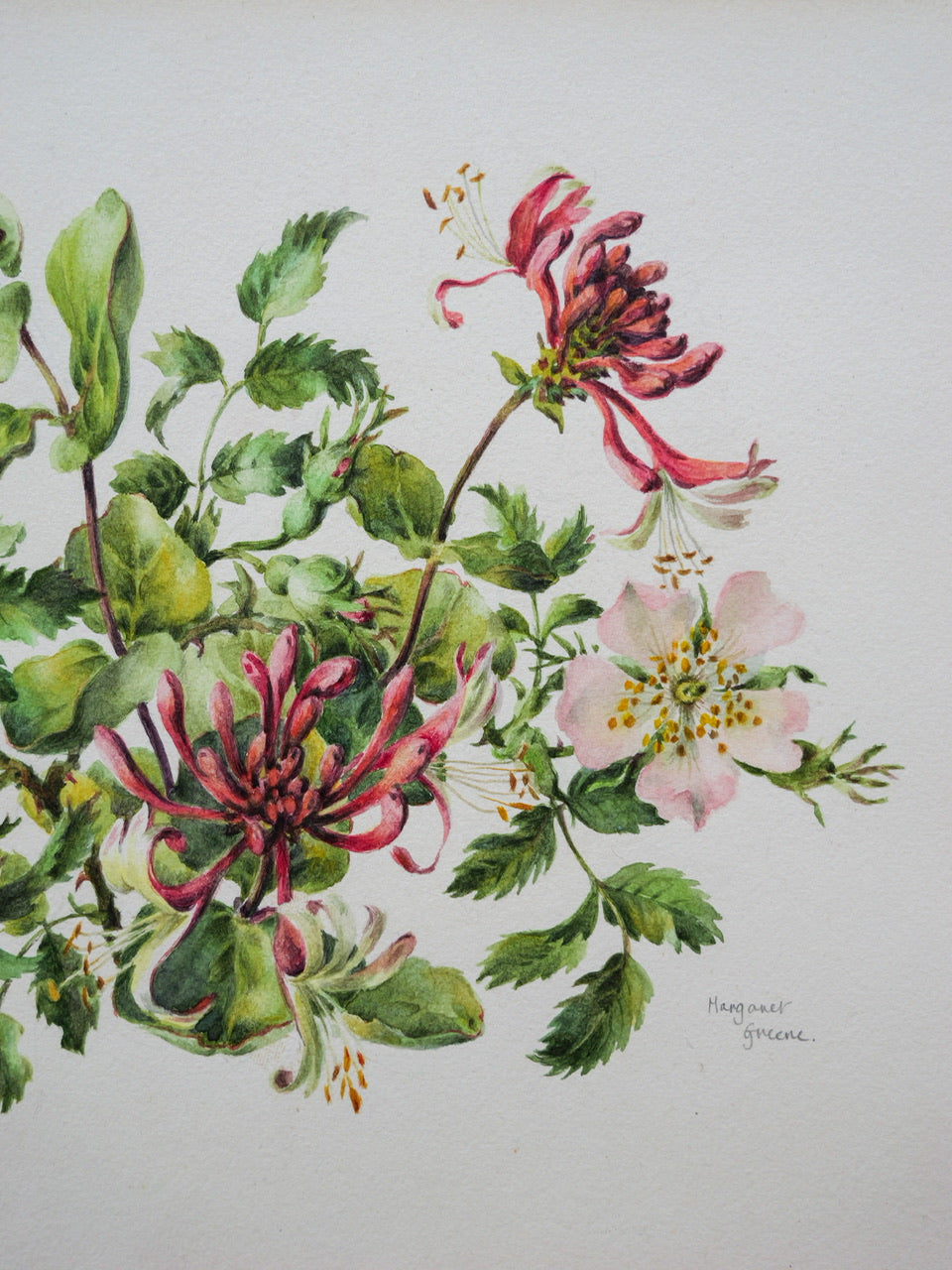 Vintage Original Print - ‘Wild Rose & Honeysuckle’ by Margaret Greene