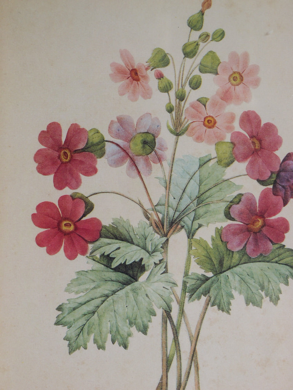 Vintage Floral Print by PJ Redoute