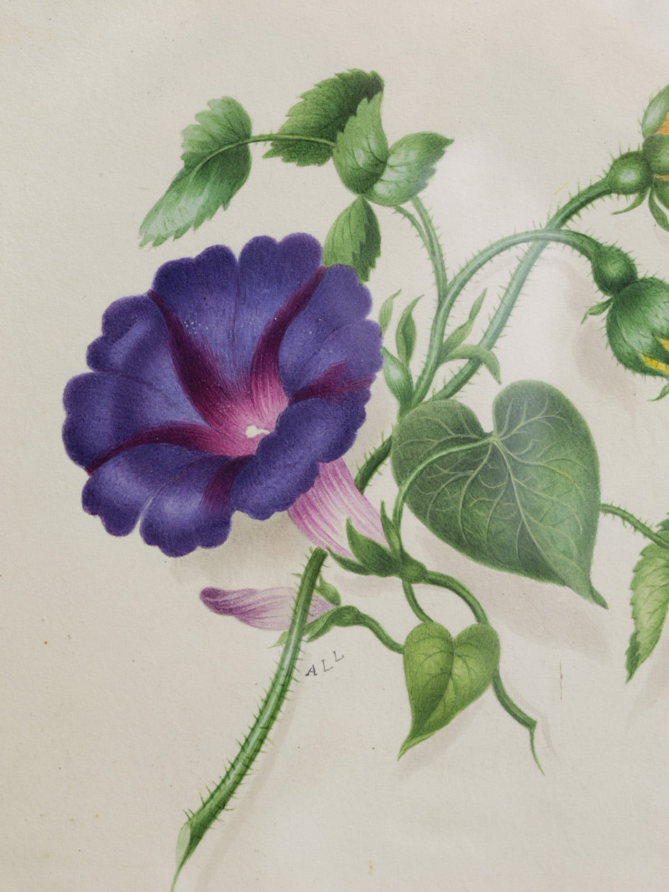 19th Century Victorian Floral Watercolour Painting