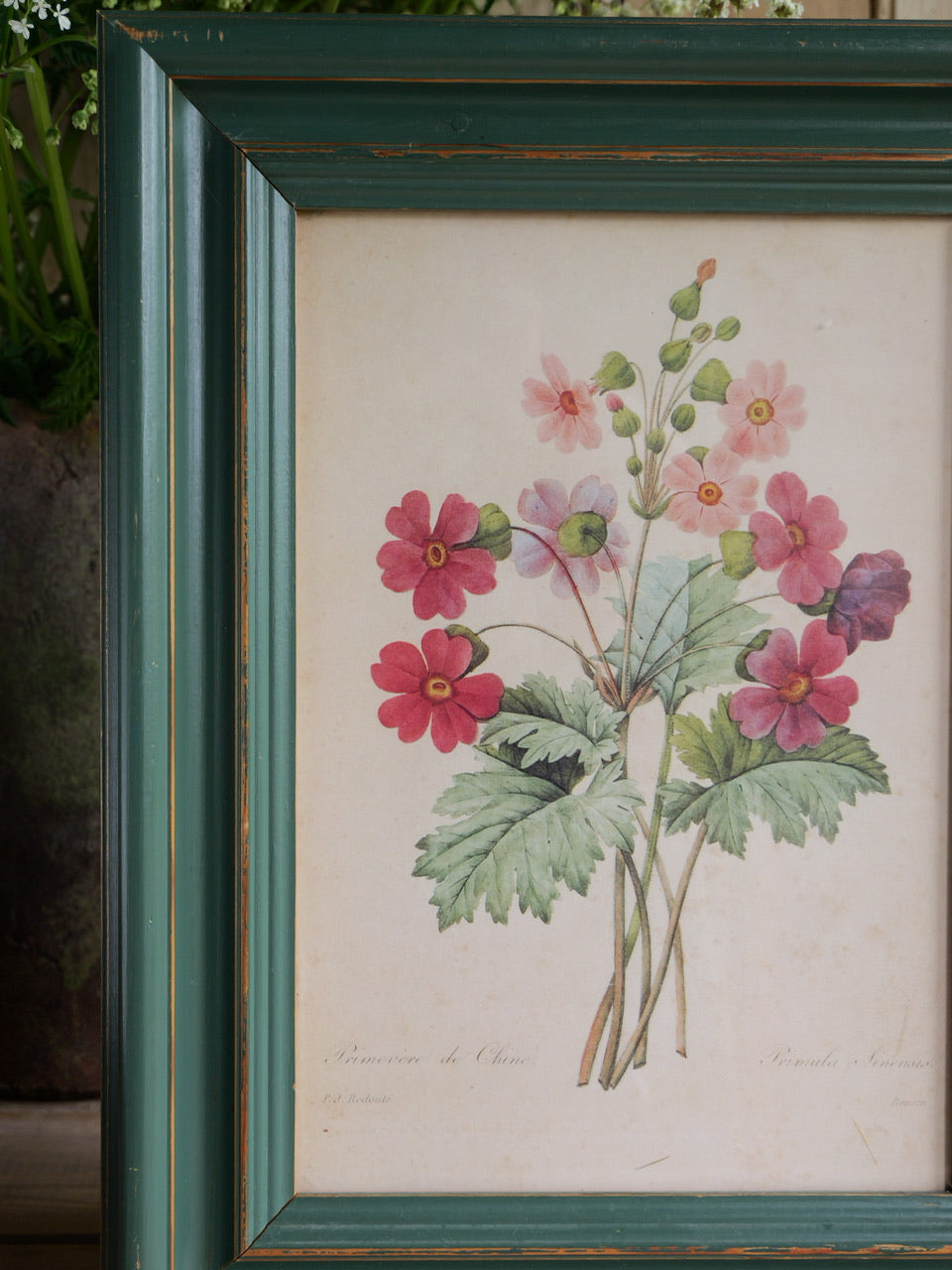 Vintage Floral Print by PJ Redoute