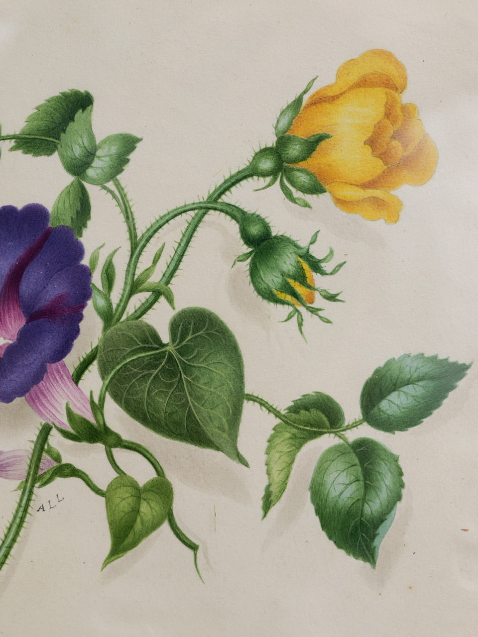 19th Century Victorian Floral Watercolour Painting