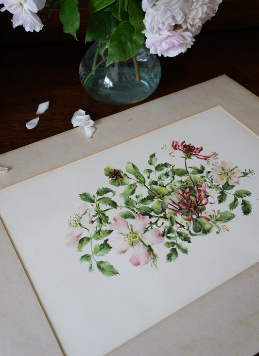 Vintage Original Print - ‘Wild Rose & Honeysuckle’ by Margaret Greene